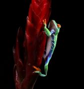 Carole Ashton - Redeyed Tree Frog